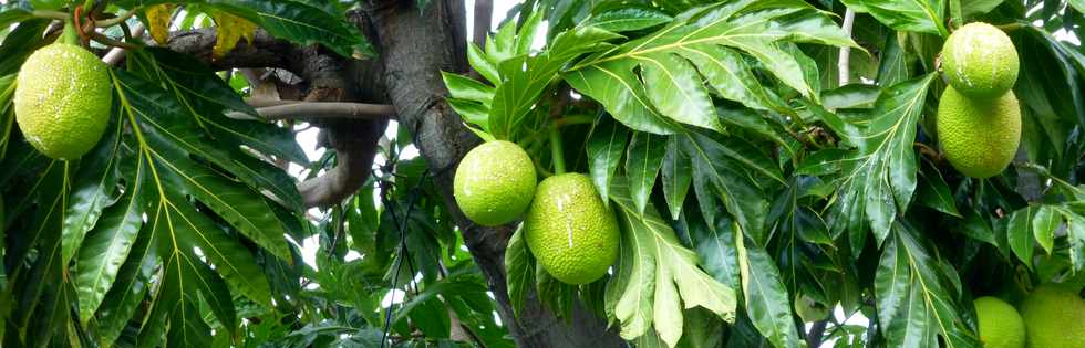 19 juin 2016 - St-Pierre -  Fruits  pain