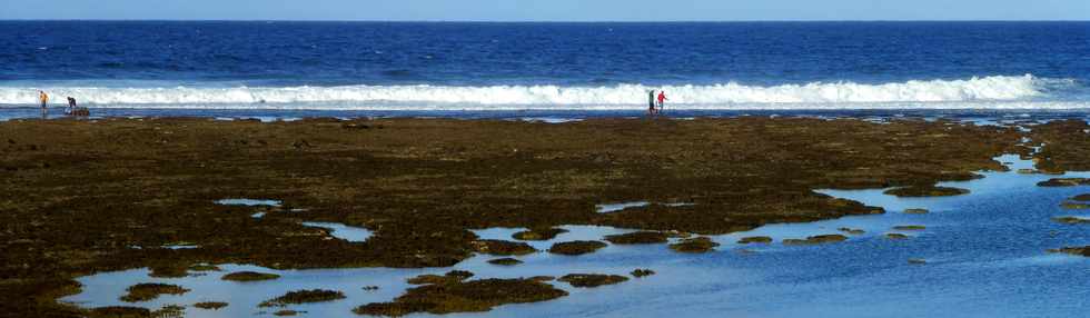 22 juin 2016 - St-Pierre - Mare basse dans le lagon - Coraux  dcouvert