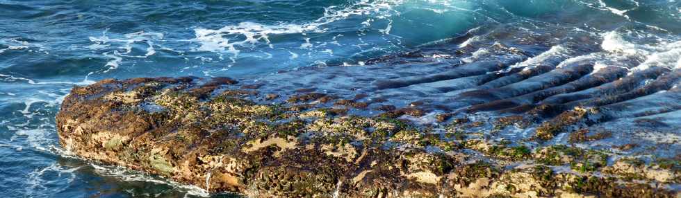 22 juin 2016 - St-Pierre - Sentier littoral Pointe du Diable - Tuf dtach