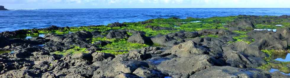 22 juin 2016 - St-Pierre -  Pointe du Diable  mare basse -