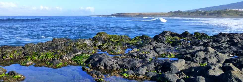 22 juin 2016 - St-Pierre -  Pointe du Diable  mare basse -