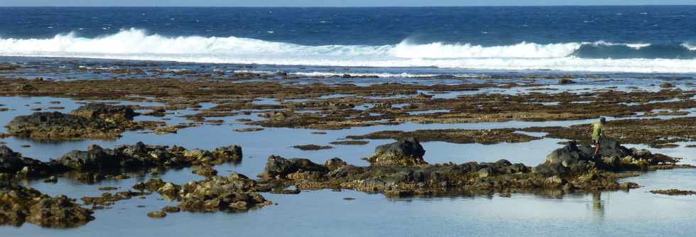 22 juin 2016 - St-Pierre -  Mare basse - Coraux  dcouvert dans le lagon