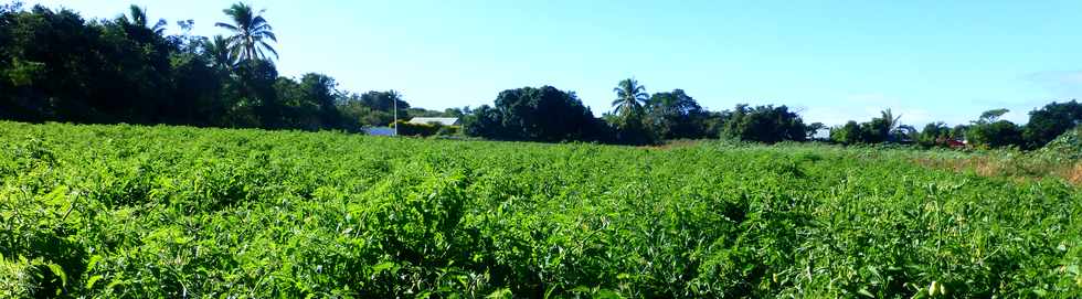 29 juin 2016 - St-Louis - Bois de Nfles Cocos - Champ de tomates