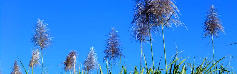 29 juin 2016 - St-Louis - Bois de Nfles Cocos - Flches de cannes