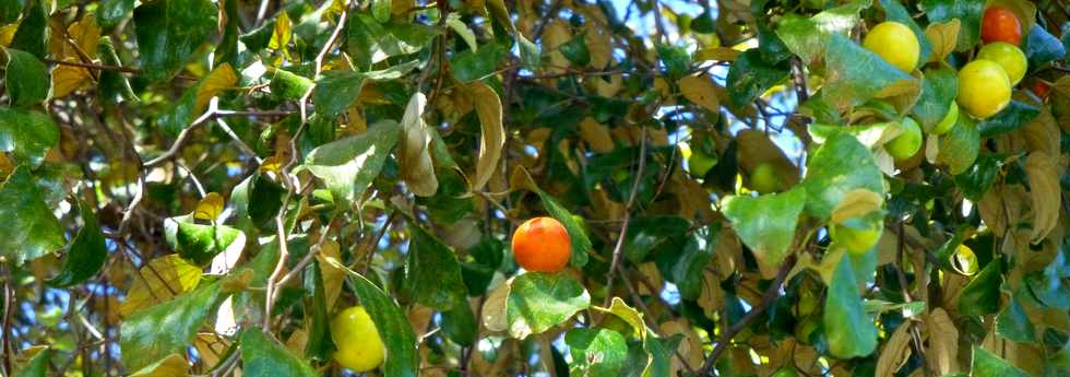 29 juin 2016 - St-Pierre - Bois d'Olives  - Jujubes