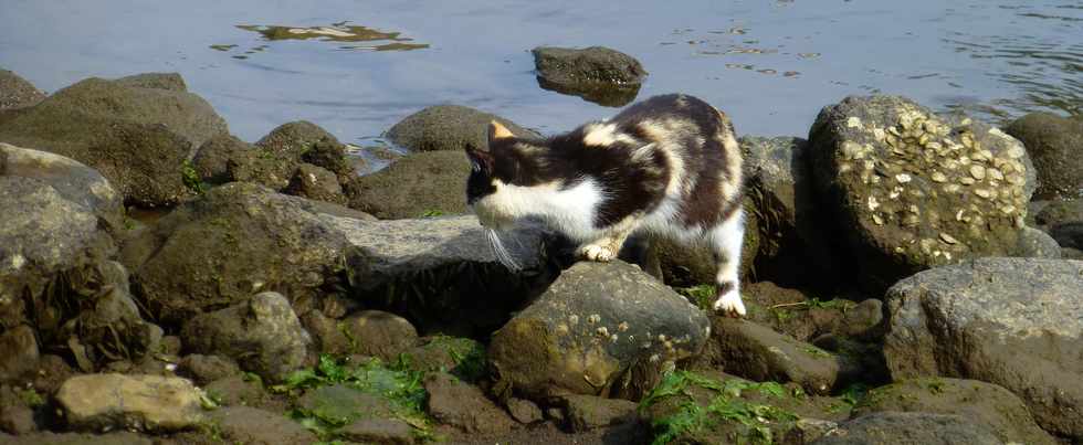 4 septembre 2016 - St-Pierre - Chat  la rivire d'Abord