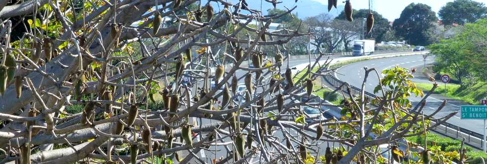 9 septembre 2016 - St-Pierre - Ligne des Bambous - Fruits du baobab