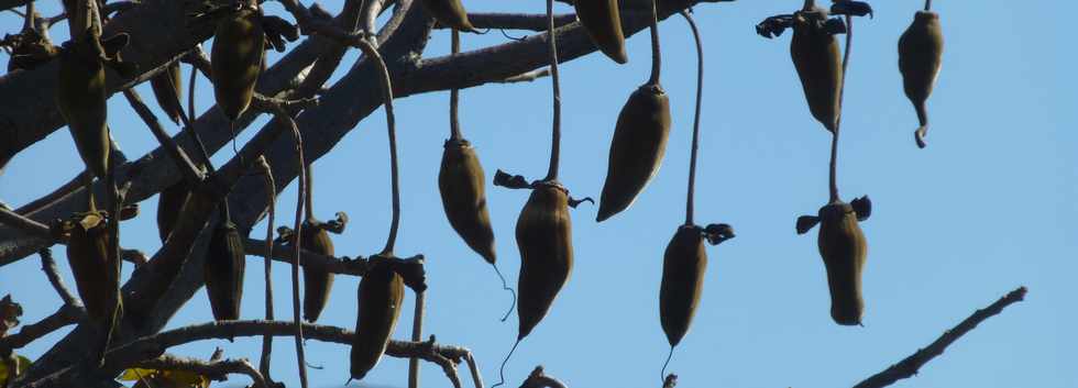 9 septembre 2016 - St-Pierre - Ligne des Bambous - Fruits du baobab