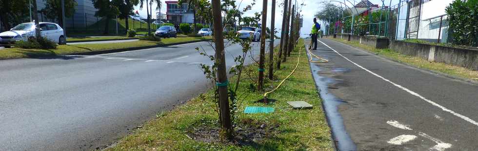 16 septembre 2016 - St-Pierre - Plantations boulevard Bank