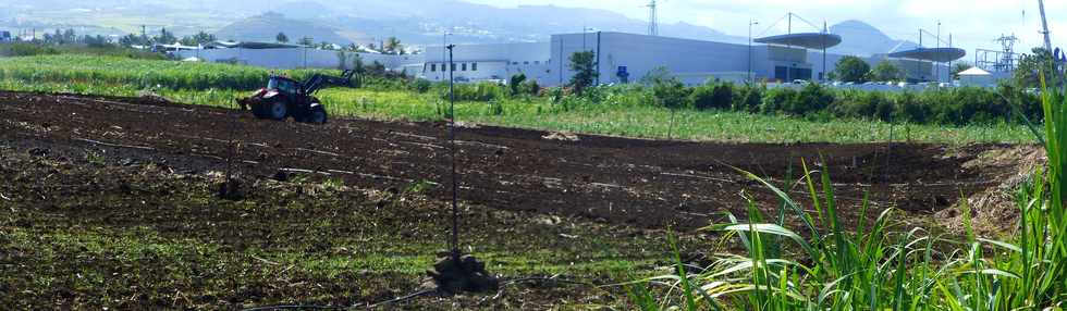 21 septembre 2016 - St-Pierre - Chemin Jean Cadet - Replantation cannes