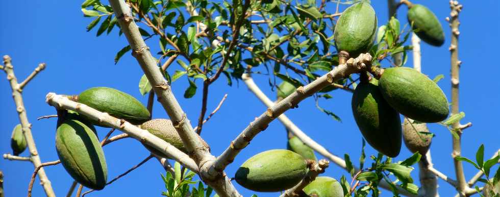 2 octobre 2016 - St-Pierre - Chemin de Bassin Plat - Fruit du Chorisia speciosa