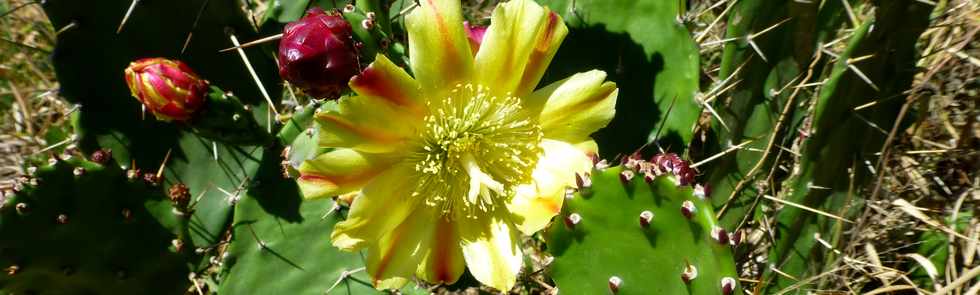 2 octobre 2016 - St-Pierre - Ravine Blanche -   Fleur de cactus