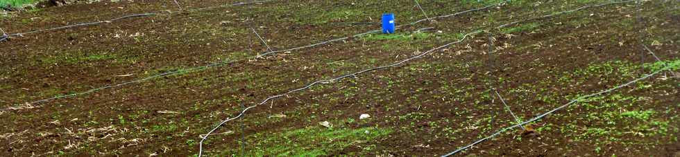 7 octobre 2016 - St-Pierre - Irrigation dans champ de canne