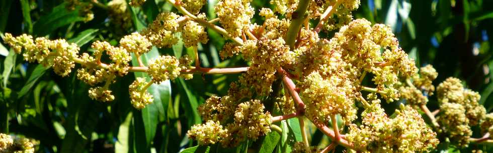 12 octobre 2016 - St-Pierre - Bois d'Olives - Manguier en fleurs