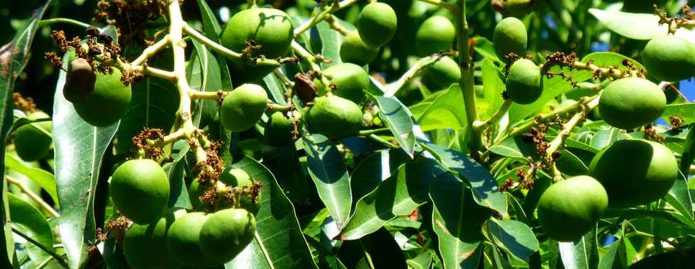 12 octobre 2016 - St-Pierre - Bois d'Olives - Manguier