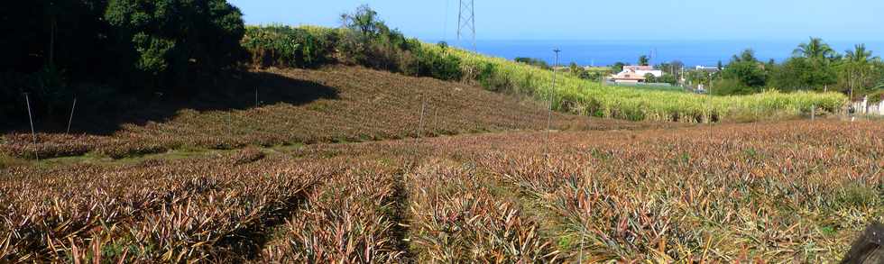 14 octobre 2016 - St-Pierre - Bassin Plat - Chemin Ringuin - Ananas