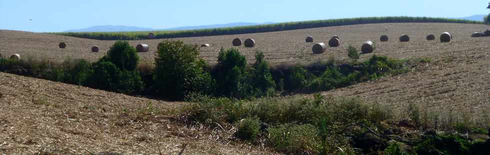 14 octobre 2016 - St-Pierre - Chemin Bassin Plat - Rouleaux de paille de canne -