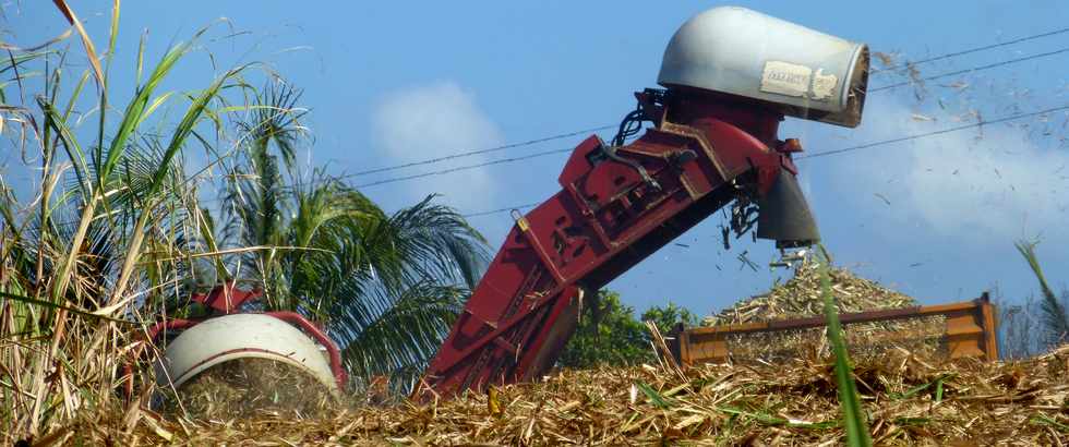 14 octobre 2016 - St-Pierre - Chemin Bassin Plat - Coupeuse mcanique de canne  sucre  CASE 7000