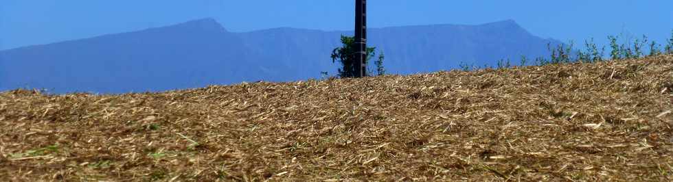 14 octobre 2016 - St-Pierre - Chemin Bassin Plat - Coupeuse mcanique de canne  sucre  CASE 7000