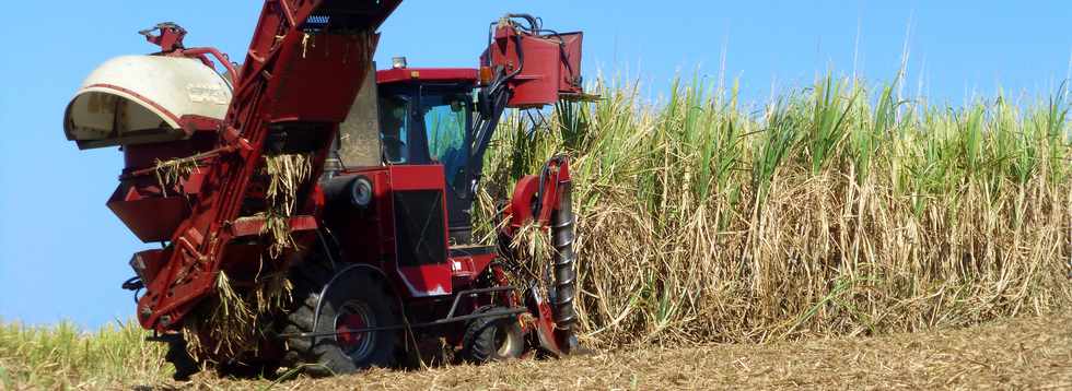 14 octobre 2016 - St-Pierre - Chemin Bassin Plat - Coupeuse mcanique de canne  sucre  CASE 7000