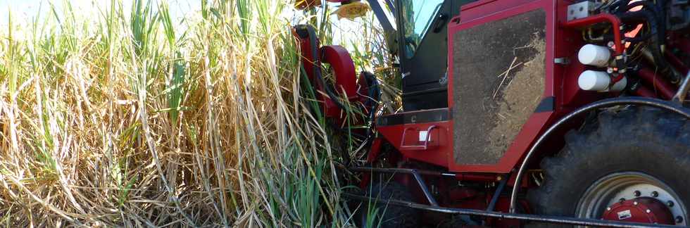 14 octobre 2016 - St-Pierre - Chemin Bassin Plat - Coupeuse mcanique de canne  sucre  CASE 7000