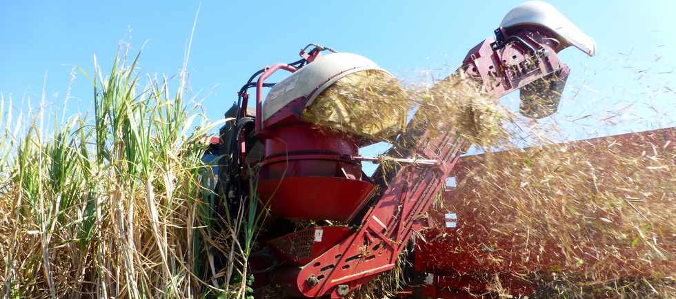 14 octobre 2016 - St-Pierre - Chemin Bassin Plat - Coupeuse mcanique de canne  sucre  CASE 7000