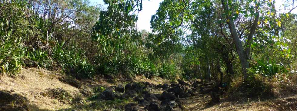 19 octobre 2016 - St-Pierre - Chemin de Bassin Plat - Bras droit de la rivire d'Abord- Emplois Verts de l'association Hibiscus -