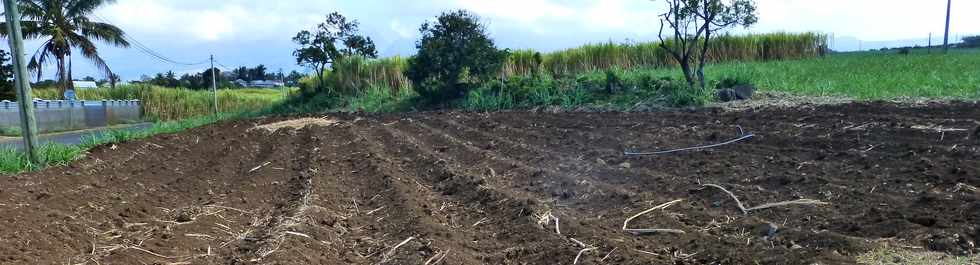 19 octobre 2016 - St-Pierre - Chemin de Bassin Plat - Replantation de cannes  sucre