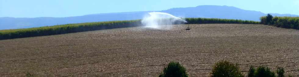 19 octobre 2016 - St-Pierre - Chemin de Bassin Plat - Irrigation canne à sucre