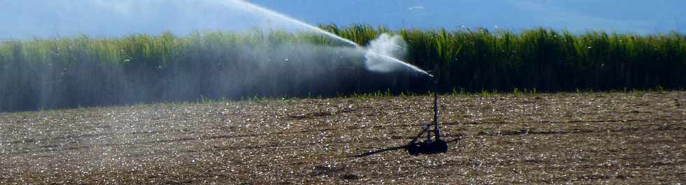 19 octobre 2016 - St-Pierre - Chemin de Bassin Plat - Irrigation cannes  sucre