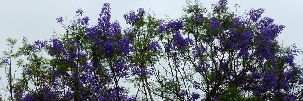 29 octobre 2016 - St-Pierre - Bois d'Olives - Jacarandas