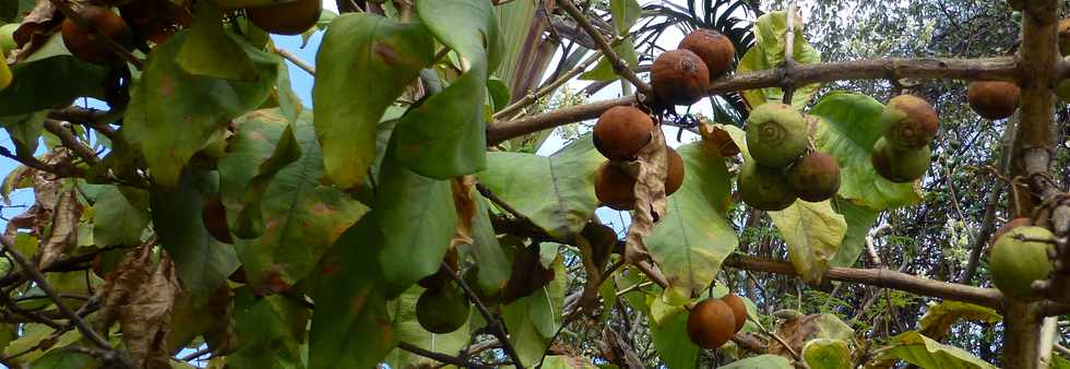 30 octobre 2016 - St-Pierre - Bois d'Olives -  Vavangues