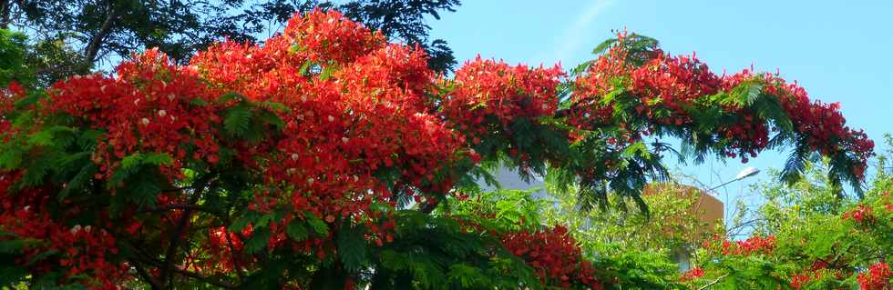 13 novembre 2016 - St-Pierre - Flamboyant en fleurs