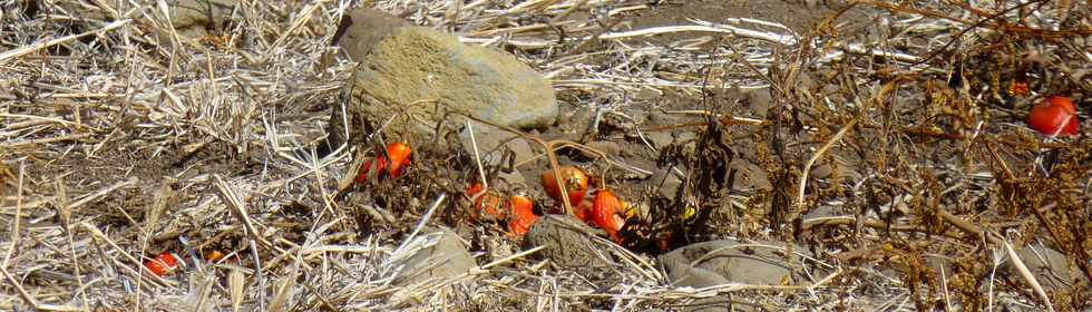 13 novembre 2016 - St-Pierre - Pierrefonds - Ancien champ de tomates