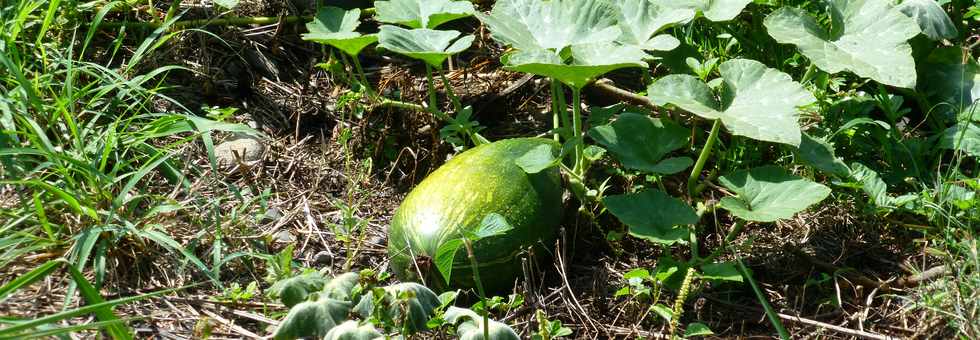 13 novembre 2016 - St-Pierre - Pierrefonds - Citrouilles