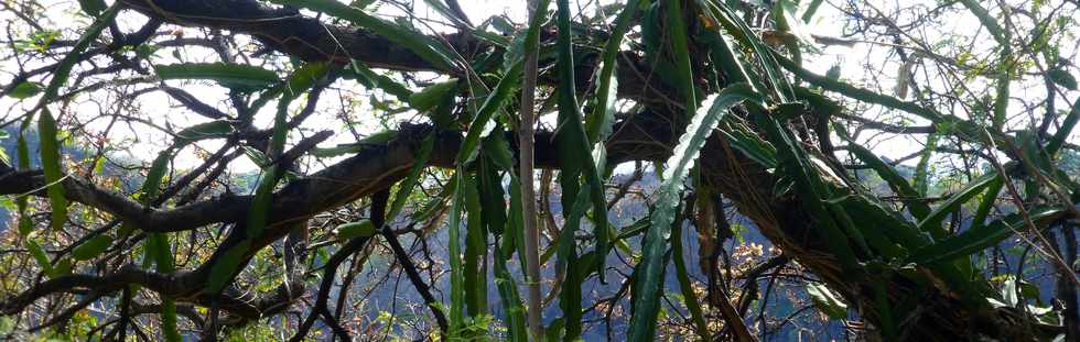 20 novembre 2016 - La Rivière - Cactus dans les rampes du Ouaki