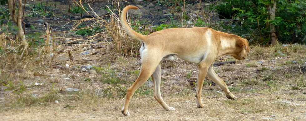 20 novembre 2016 - Saint-Louis - La Rivire - Chemin Piton - Chemin des Citrines - Divagation de chiens  -