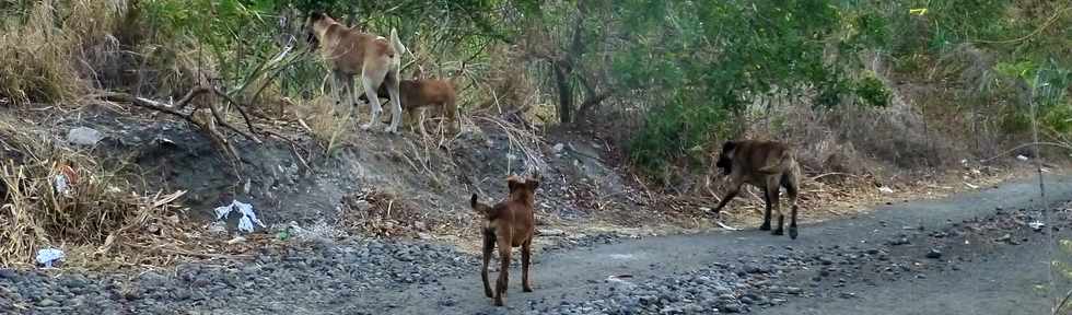 20 novembre 2016 - Saint-Louis - La Rivire - Chemin Piton - Chemin des Citrines - Divagation de chiens