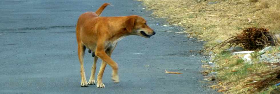 20 novembre 2016 - Saint-Louis - La Rivire - Chemin Piton - Chemin des Citrines - Divagation de chiens