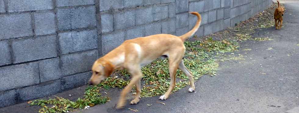 20 novembre 2016 - Saint-Louis - La Rivire - Chemin Piton - Chemin des Citrines - Divagation de chiens