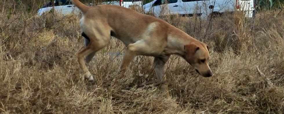 20 novembre 2016 - Saint-Louis - La Rivire - Chemin Piton - Chemin des Citrines - Divagation de chiens