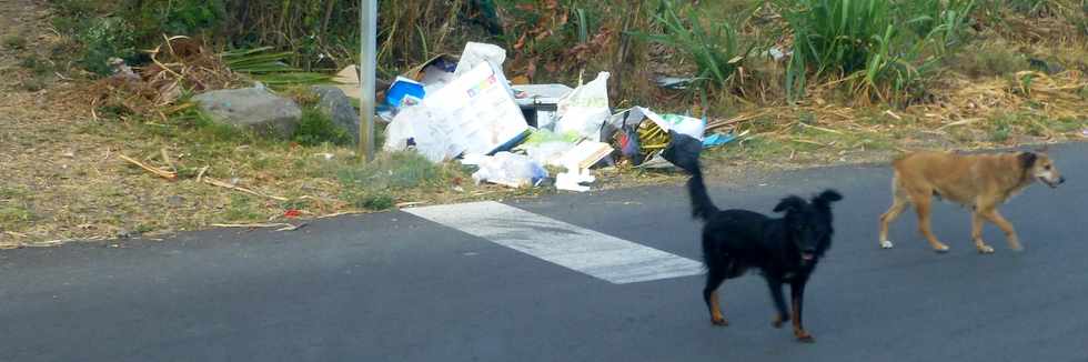 20 novembre 2016 - Saint-Louis - La Rivire - Chemin Piton - Chemin des Citrines - Divagation de chiens