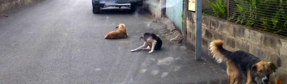 20 novembre 2016 - Saint-Louis - La Rivire - Chemin Piton - Chemin des Citrines - Divagation de chiens