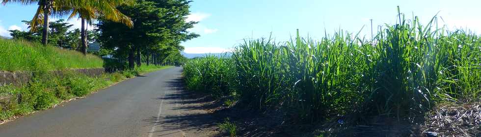 19 mars 2017 - St-Pierre - Voie cannire vers la Ligne des Bambous -