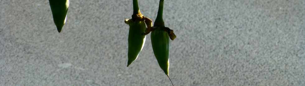 19 mars 2017 - St-Pierre -  Ligne des Bambous - Fruits du baobab