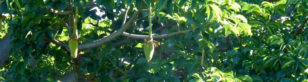 19 mars 2017 - St-Pierre -  Ligne des Bambous - Baobab