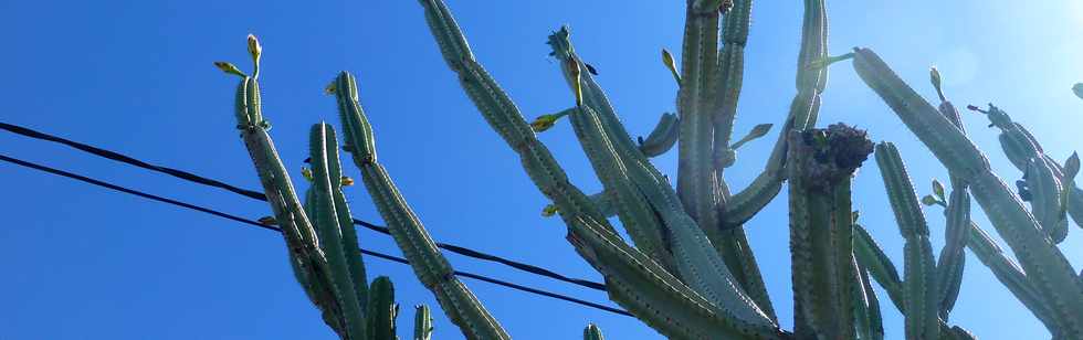 19 mars 2017 - St-Pierre -  Ligne des Bambous - Cactus