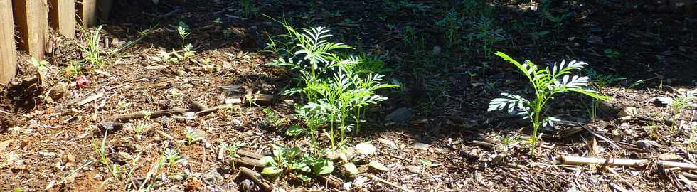 19 mars 2017 - St-Pierre -  Bois d'Olives - ANRU - Jardins collectifs - Association Jeunesse Cambrai -