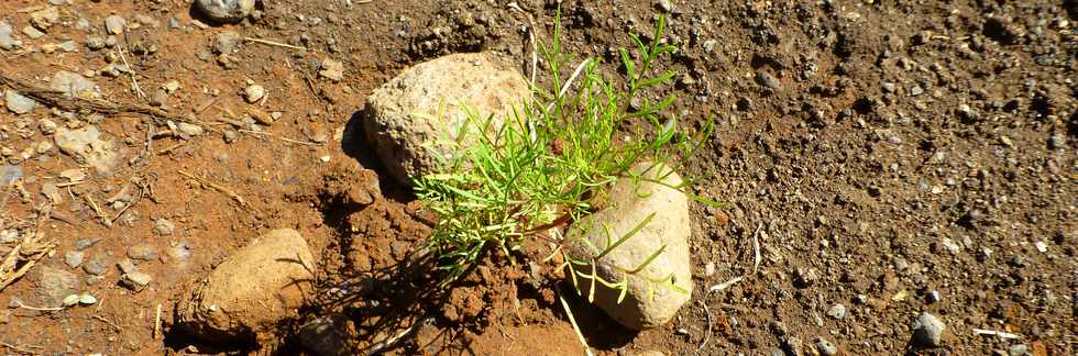 19 mars 2017 - St-Pierre -  Bois d'Olives - ANRU - Jardins collectifs - Association Jeunesse Cambrai -