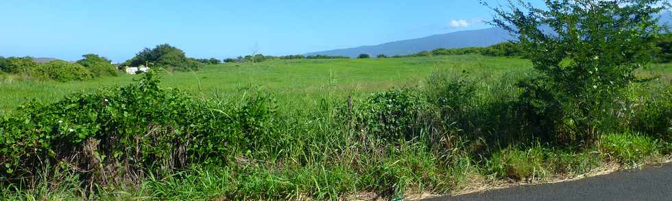 16 mars 2017 - St-Pierre - Chemin Badamier - Herbages